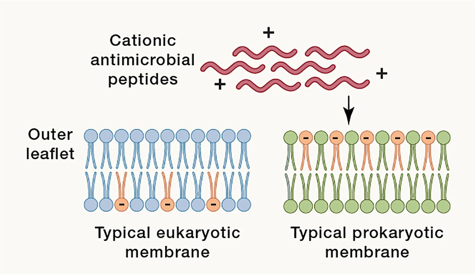 Open access visualization of Illustration, Anti-Microbial Peptides, Bacteria, Negatively Charged Membrane