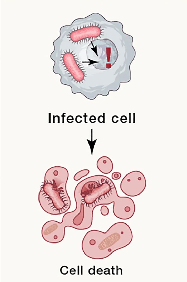 Open access visualization of Workflow, Illustration, Suicide, Infected Cells