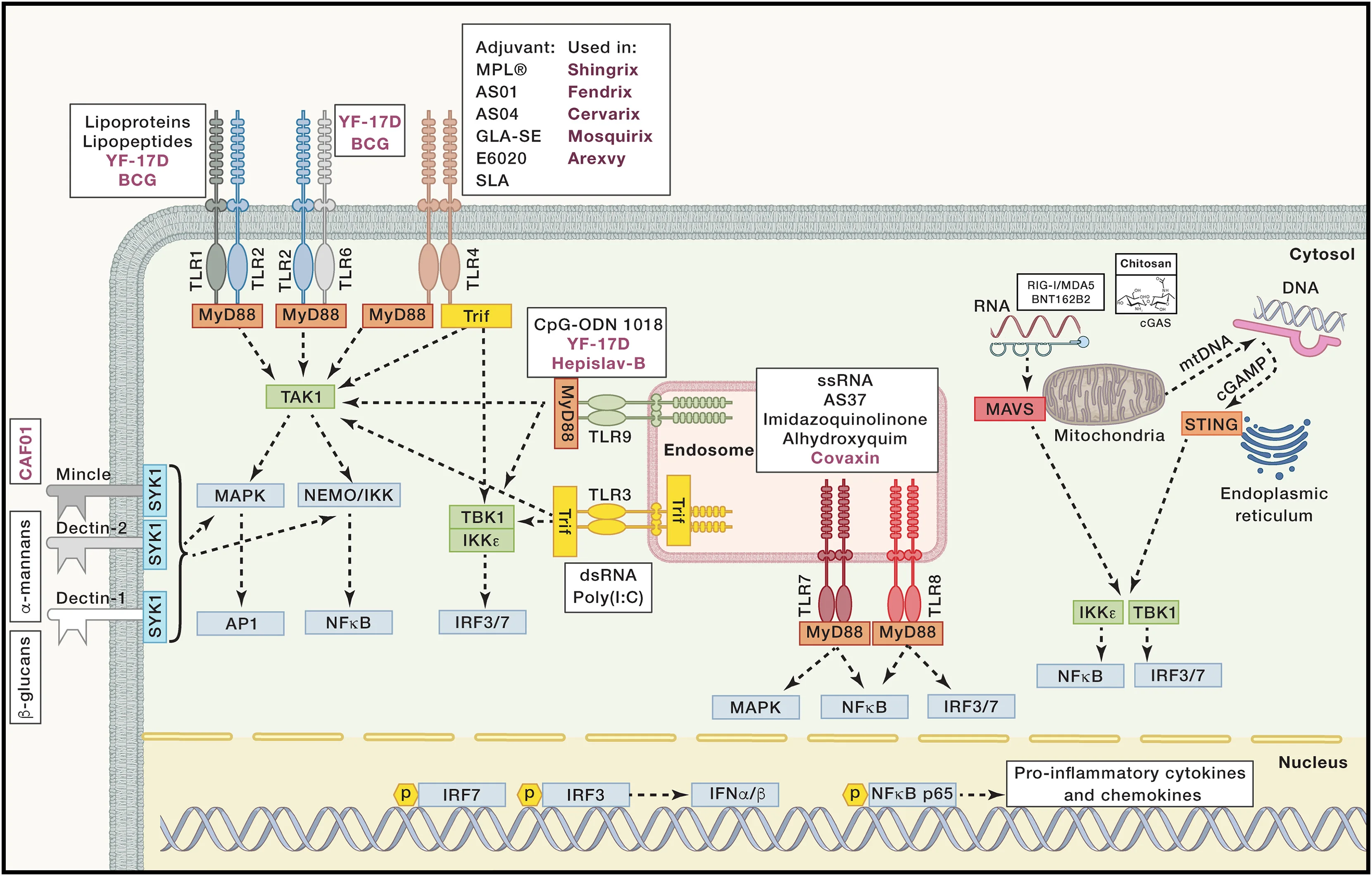 Open access visualization of Workflow, Pathway, PAMPs, PRRs, TLRs