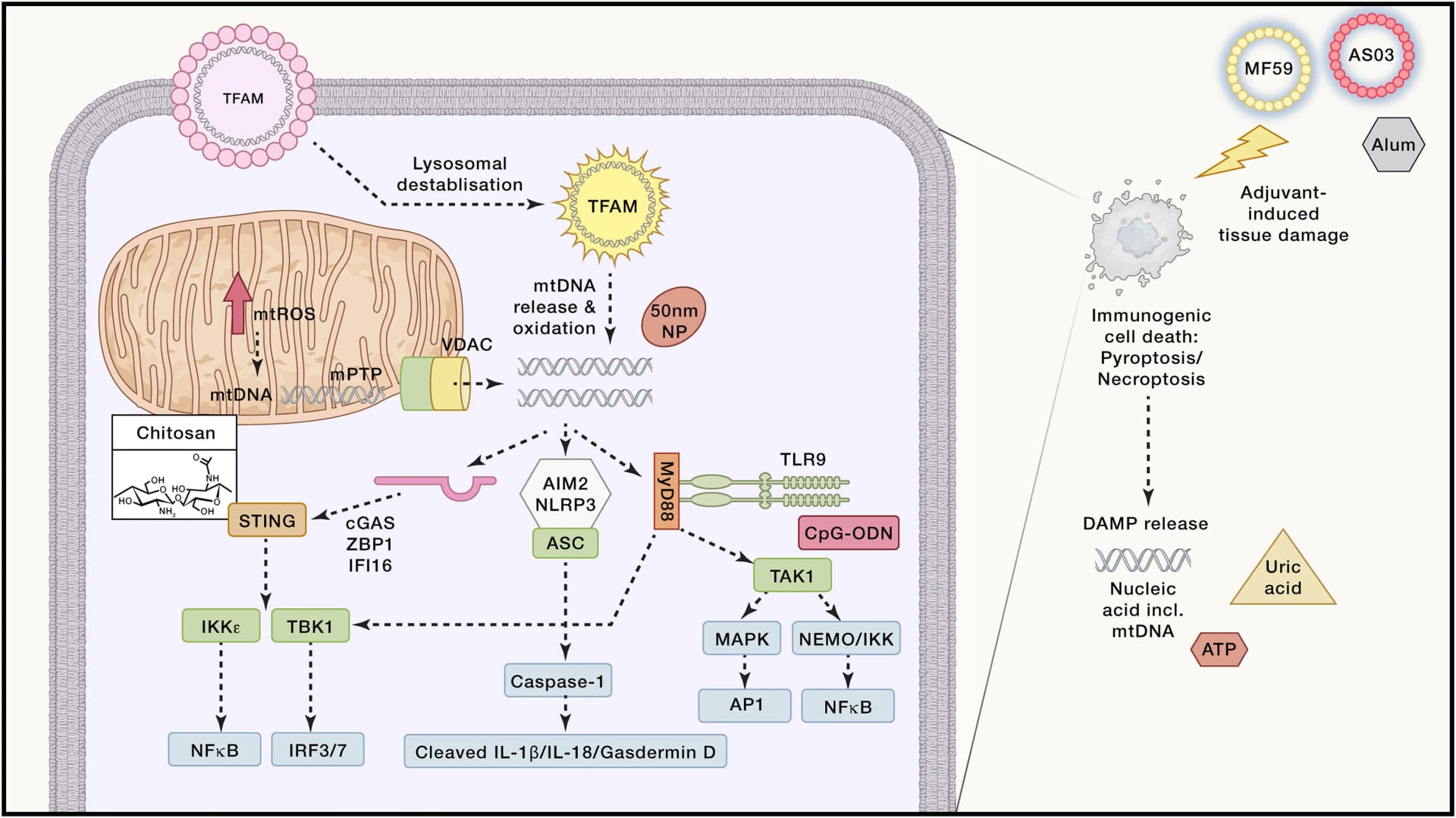 Open access visualization of Workflow, Pathway, Adjuvants, DAMPs, Alum