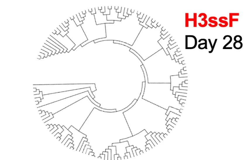 Open access visualization of Network, Pathway, Heavy Chain, Nucleotide Diversification, B Cell Clones