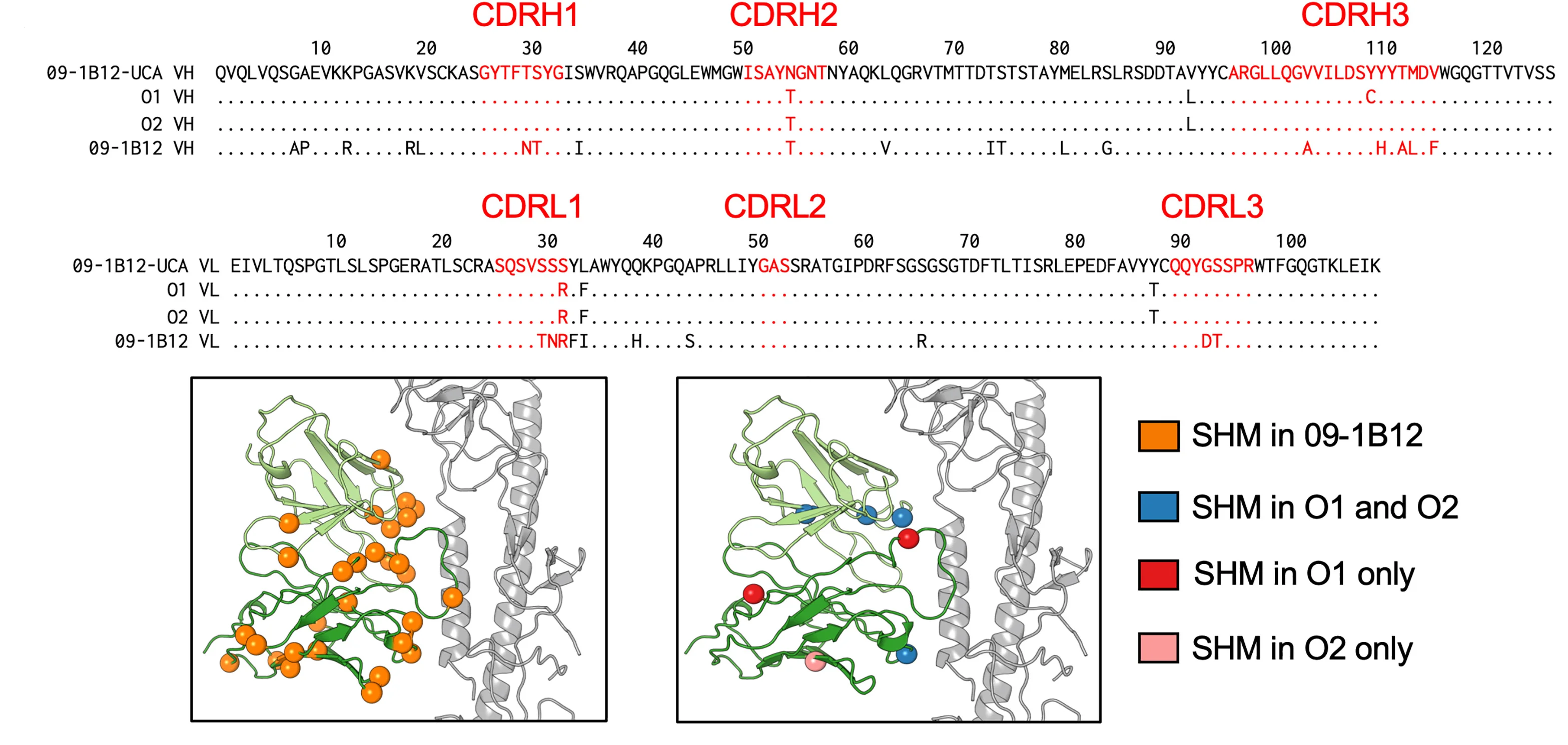 Open access visualization of Protein Structure, mAbs, Immunization, Antibody Structure, Amino Acid