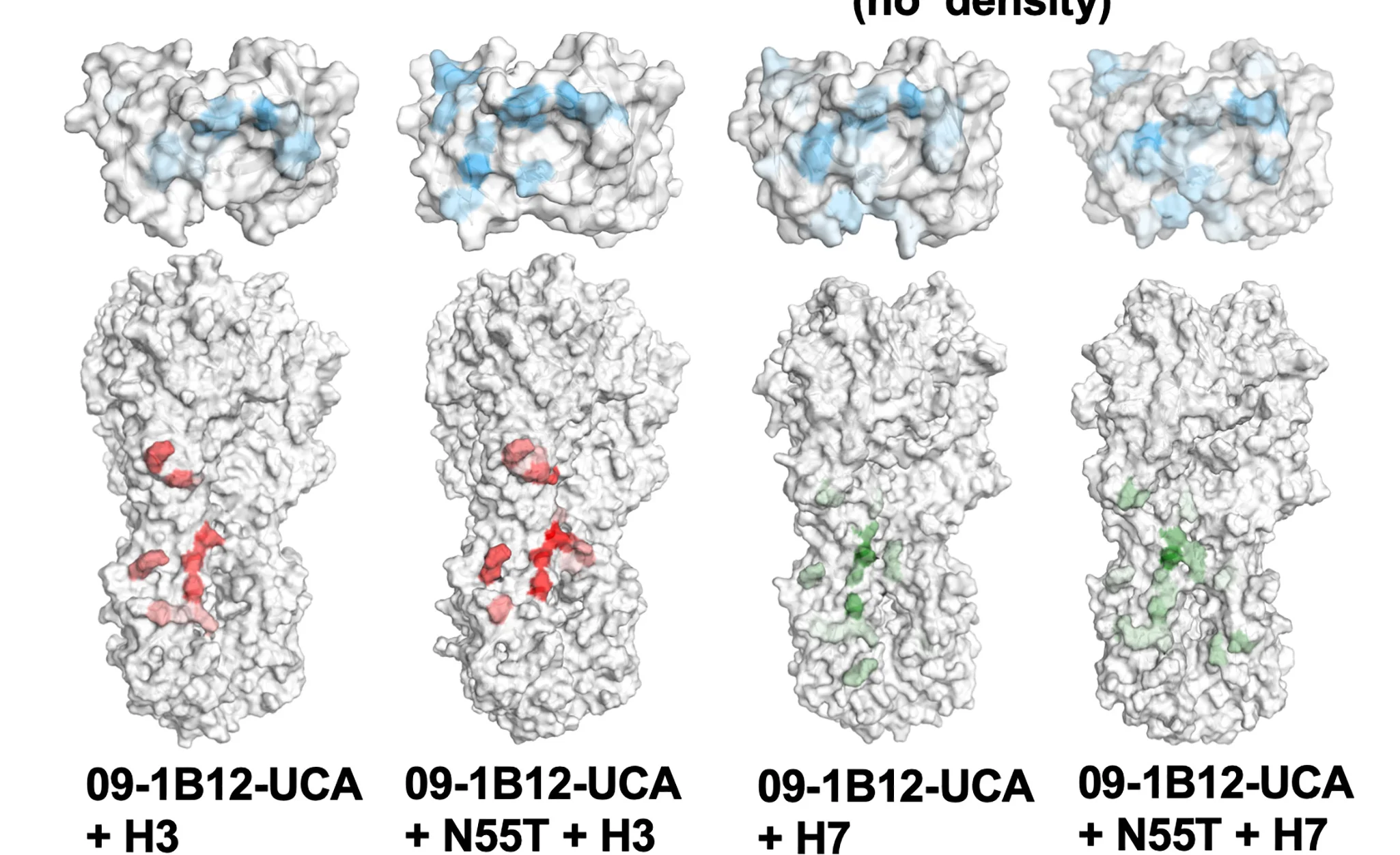 Open access visualization of Protein Structure, MD Simulations, 09-1B12-UCA, H3 Trimer, H7 Trimer