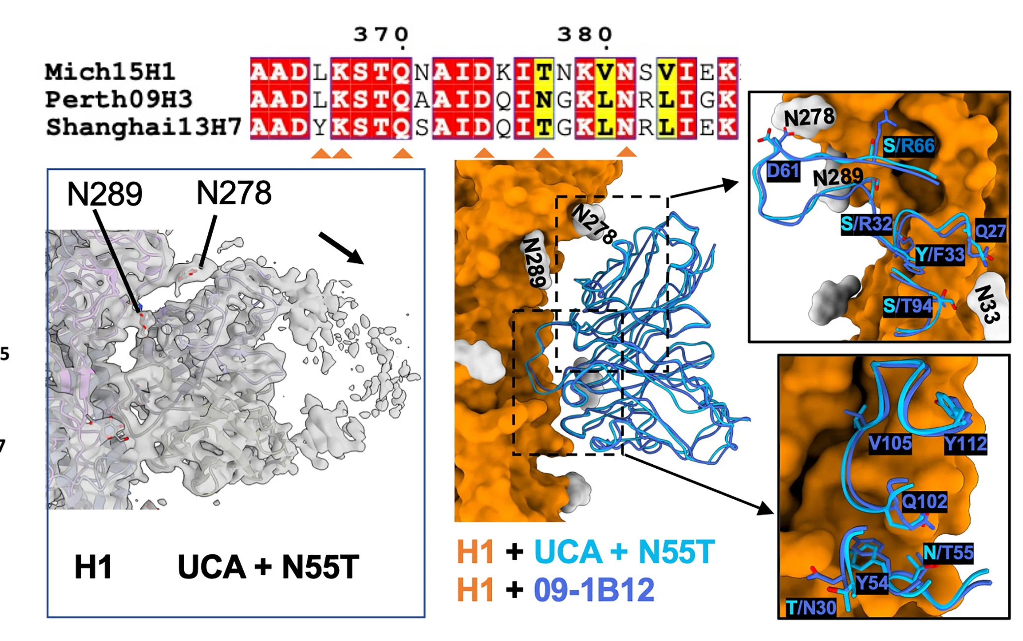 Open access visualization of Protein Structure, Cryo-EM, 09-1B12-UCA + N55T, 09-1B12, H1 Complex