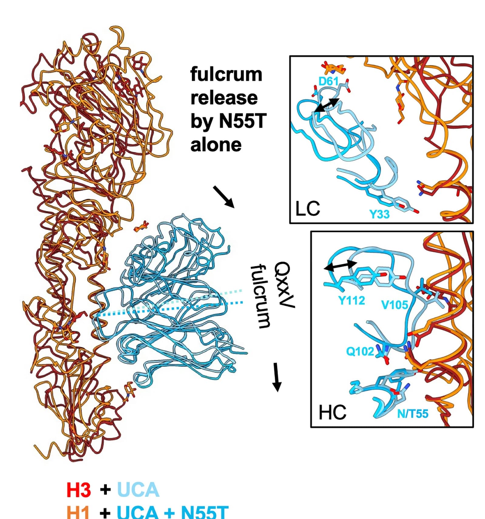 Open access visualization of Protein Structure, N55T, Tilting, QxxV Fulcrum, Fulcrum Release