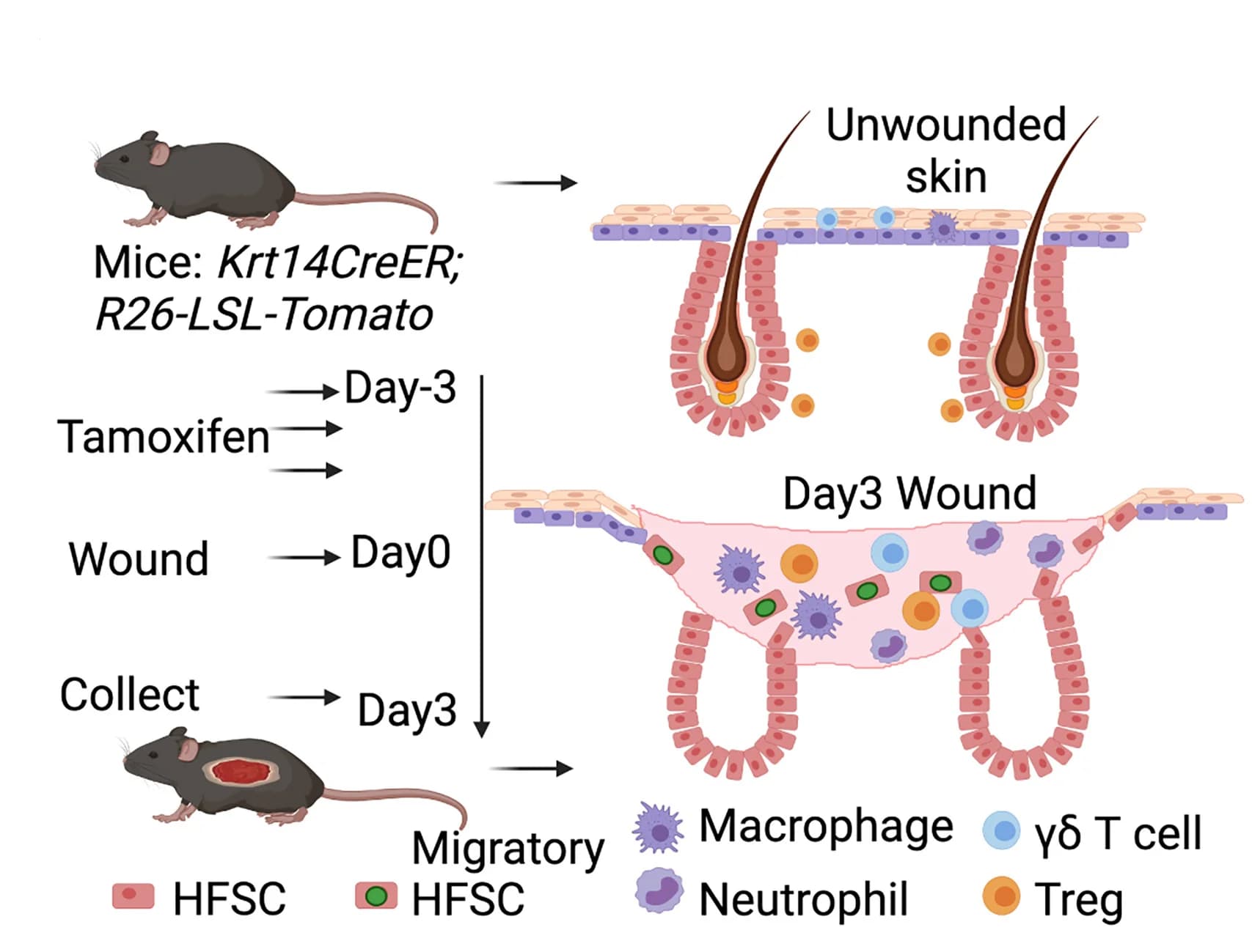 Open access visualization of Workflow, Illustration, Lineage Tracing, Basal Skin Epithelium, Wounding