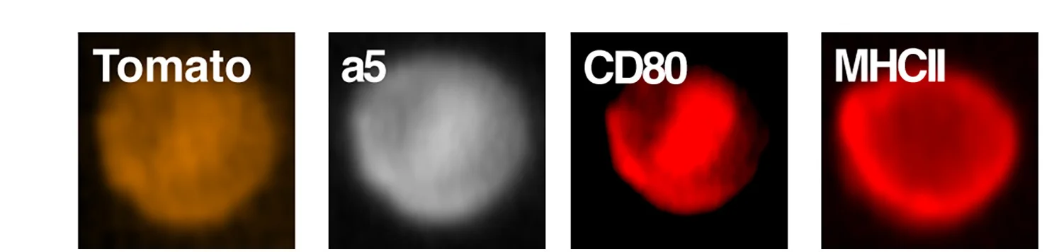 Open access visualization of Microscopy, ImageStream Analysis, CD80, MHCII, Tomato+ Basal Epithelial SCs