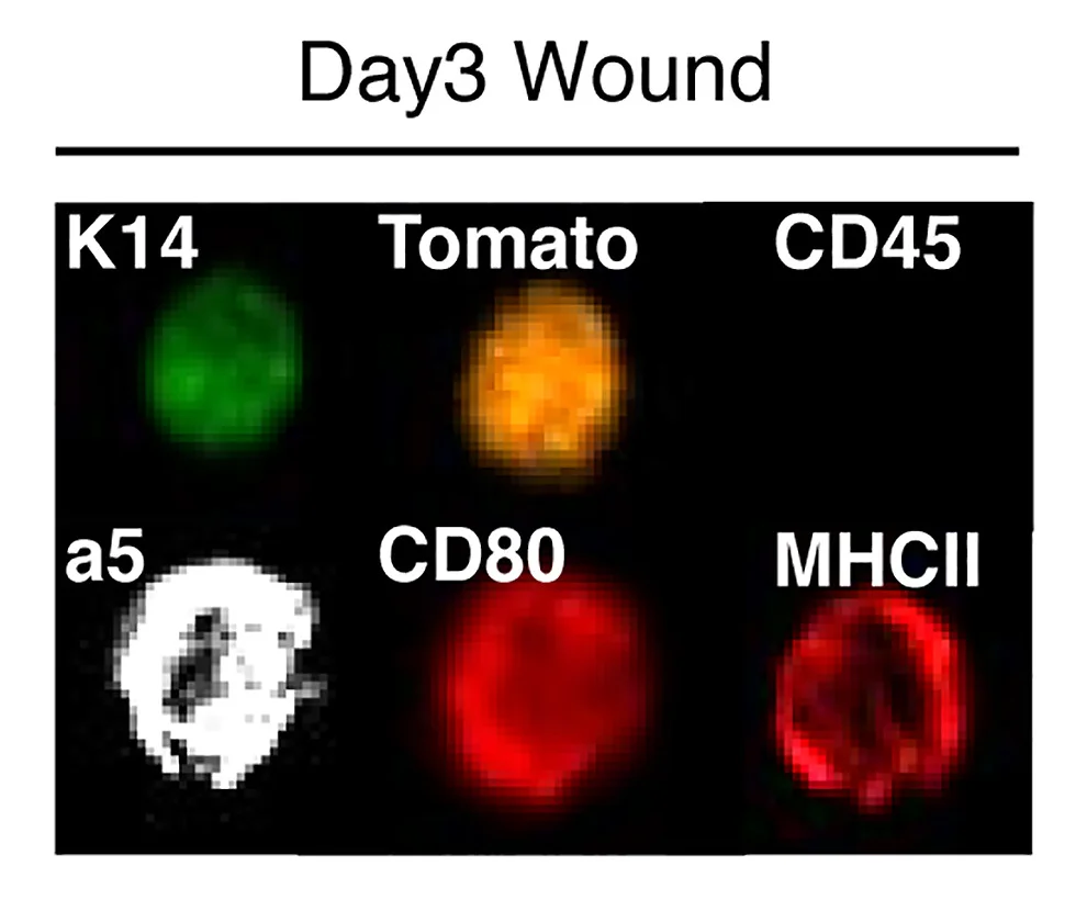 Open access visualization of Microscopy, ImageStream Analysis, CD80, MHCII, Migratory Tomato++5+HFSCs