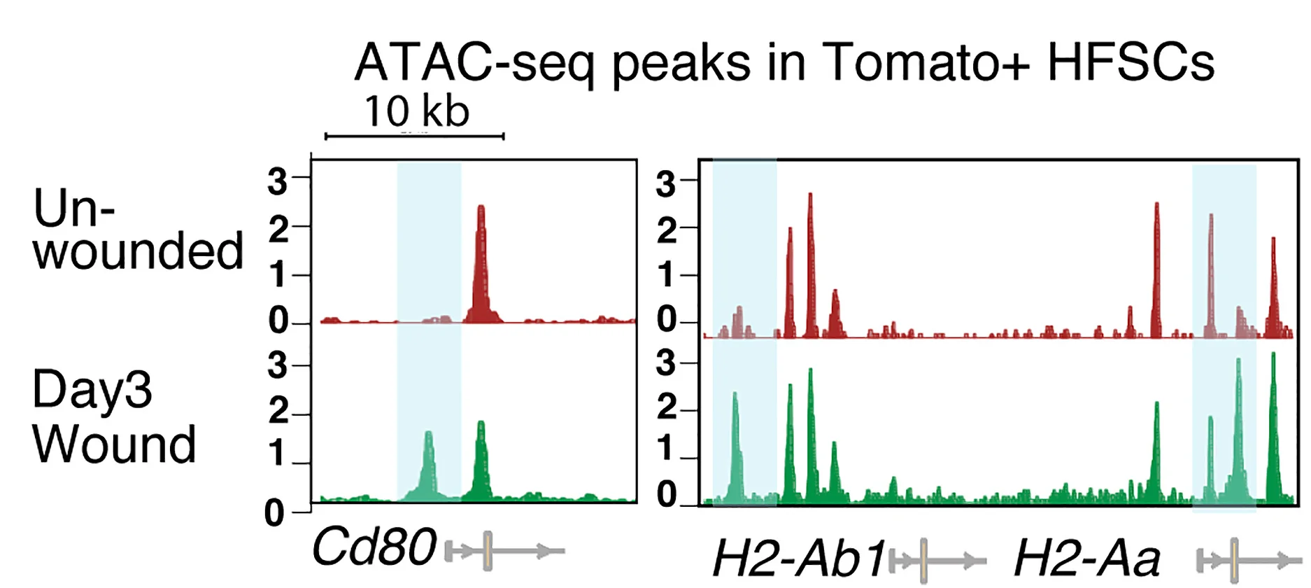 Open access visualization of Line Plot, ATAC-seq Peaks, Accessibility Status, Cd80, MHCII
