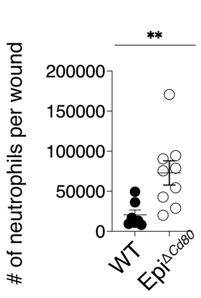 Open access visualization of Scatter Plot, Error Bars, Flow Cytometry, Ly6GHi Neutrophils, CD11b+MHCIILow Immune Population