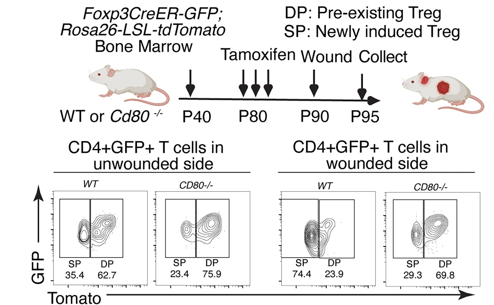 Open access visualization of Scatter Plot, Experimental Design, Flow Cytometry, Treg Cells, Wounds
