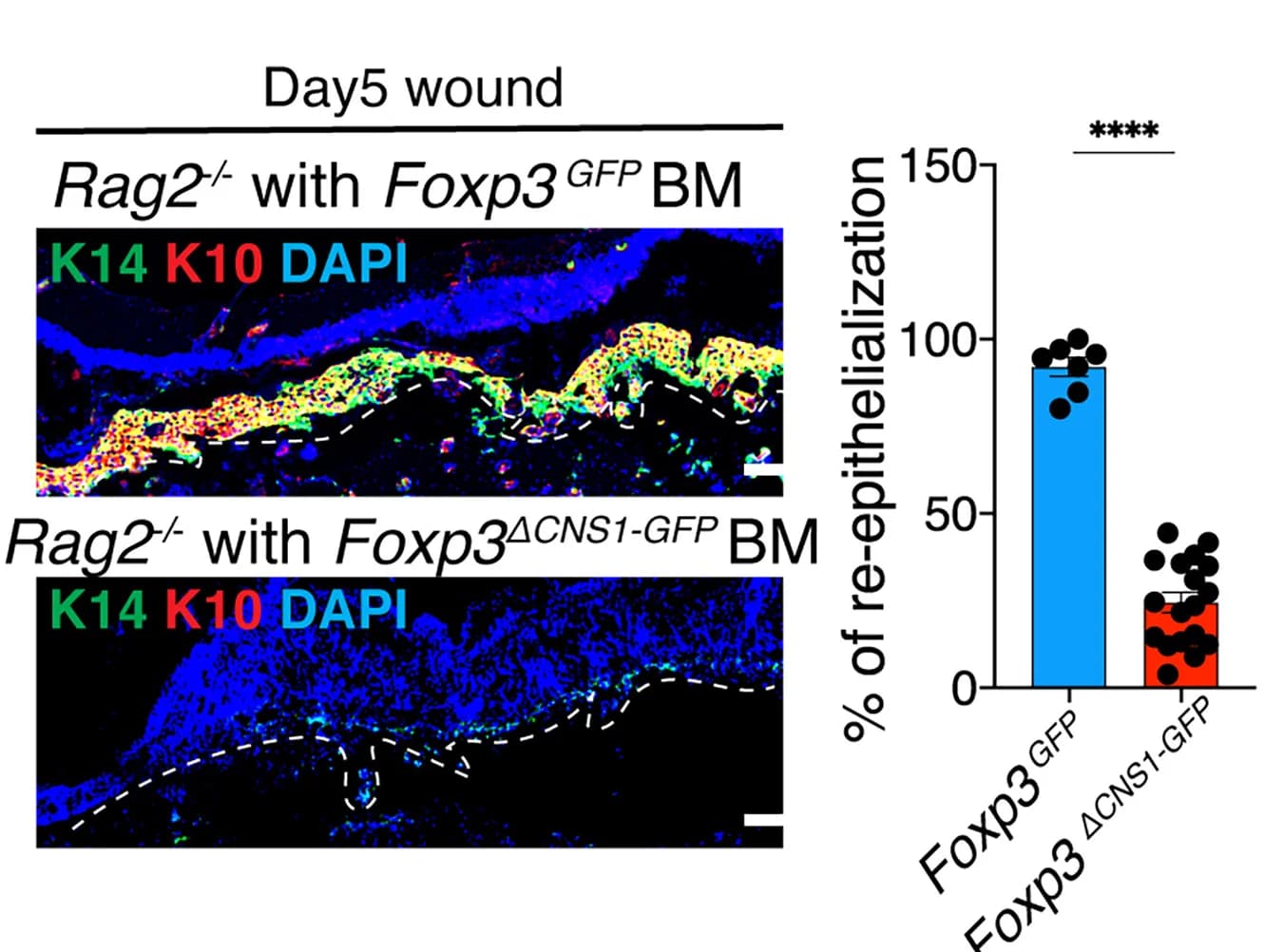 Open access visualization of Bar Plot, Scatter Plot, IF Images, Re-epithelialization, Wounds