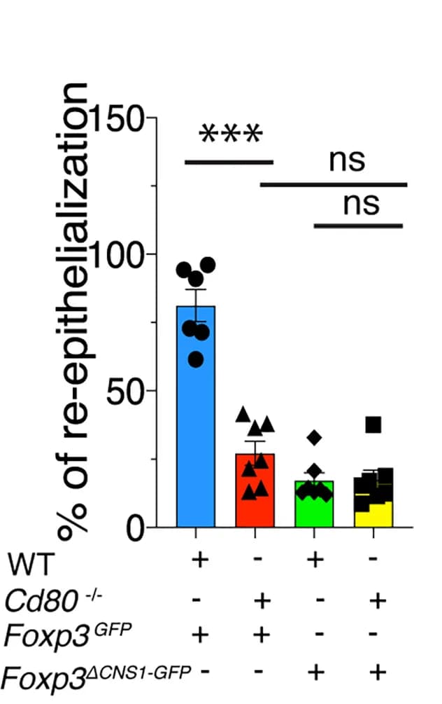 Open access visualization of Bar Plot, Error Bars, Scatter Plot, Image Quantification, Re-epithelialization