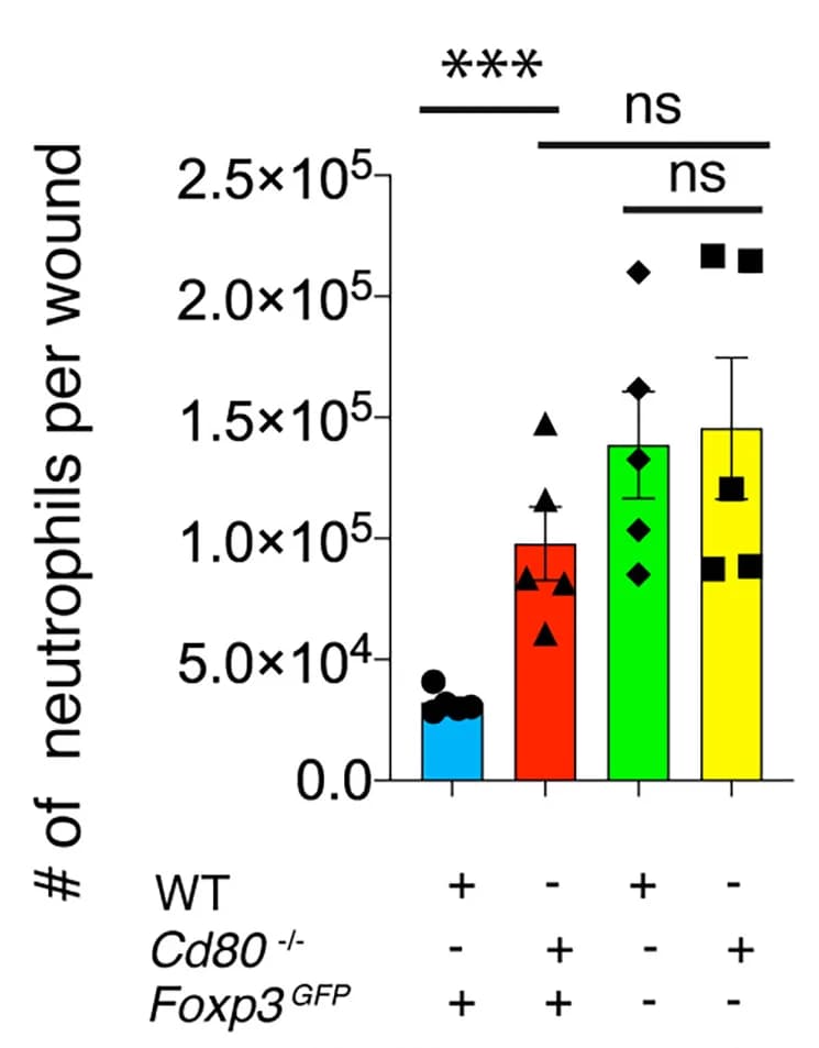 Open access visualization of Bar Plot, Error Bars, Flow Cytometry, Neutrophils, Wounds