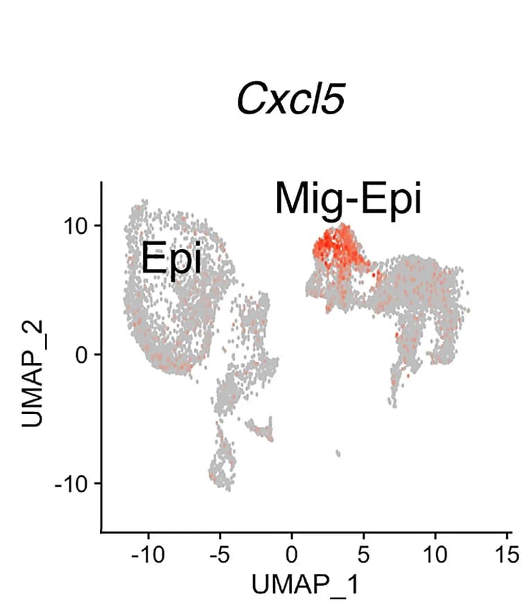 Open access visualization of UMAP, Scatter Plot, UMAP Plot, Cxcl5, Integrin