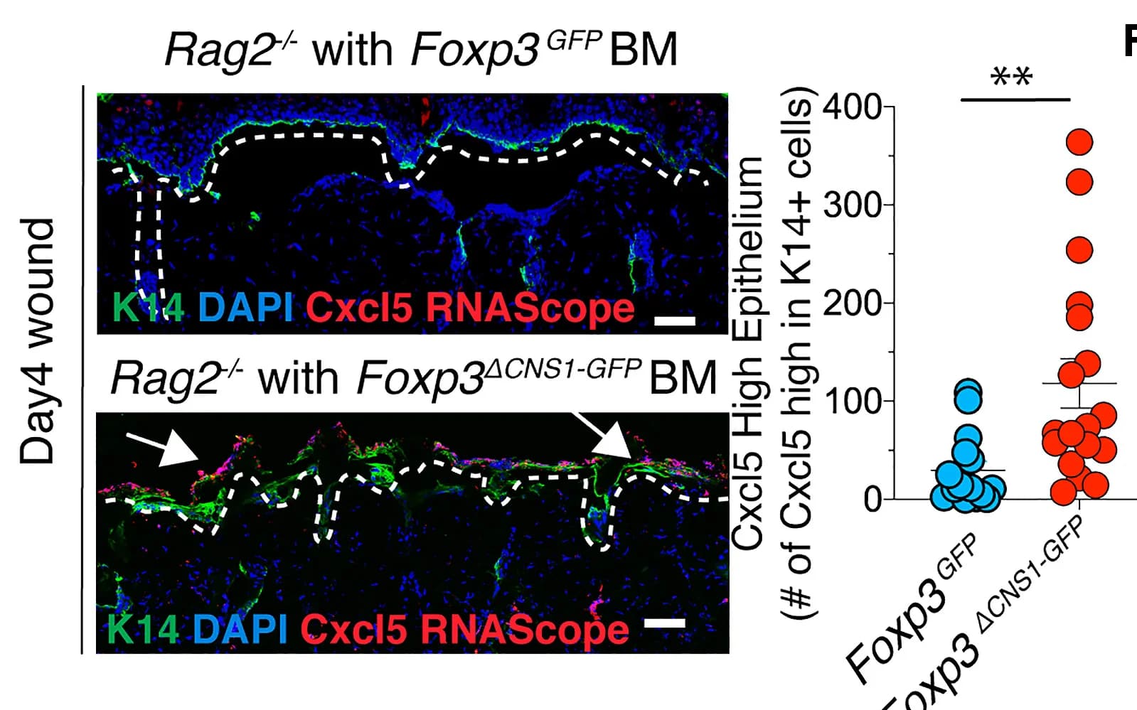 Open access visualization of Scatter Plot, Microscopy, K14+ Epithelium, RNAScope, Cxcl5
