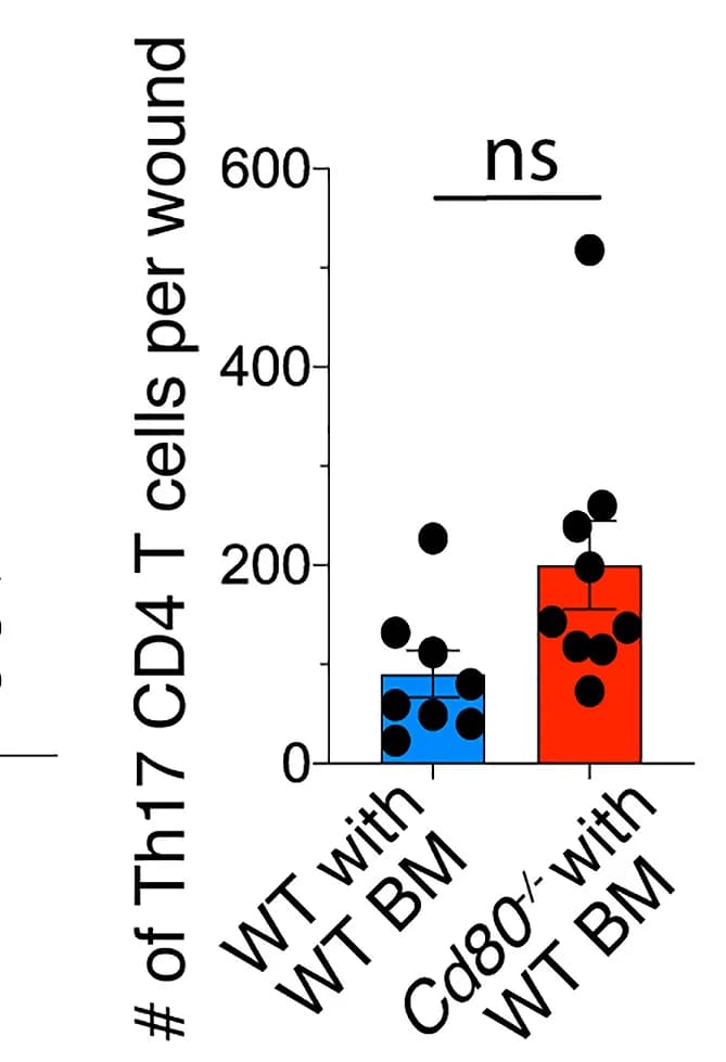 Open access visualization of Bar Plot, Error Bars, Scatter Plot, Flow Cytometry, IL-17