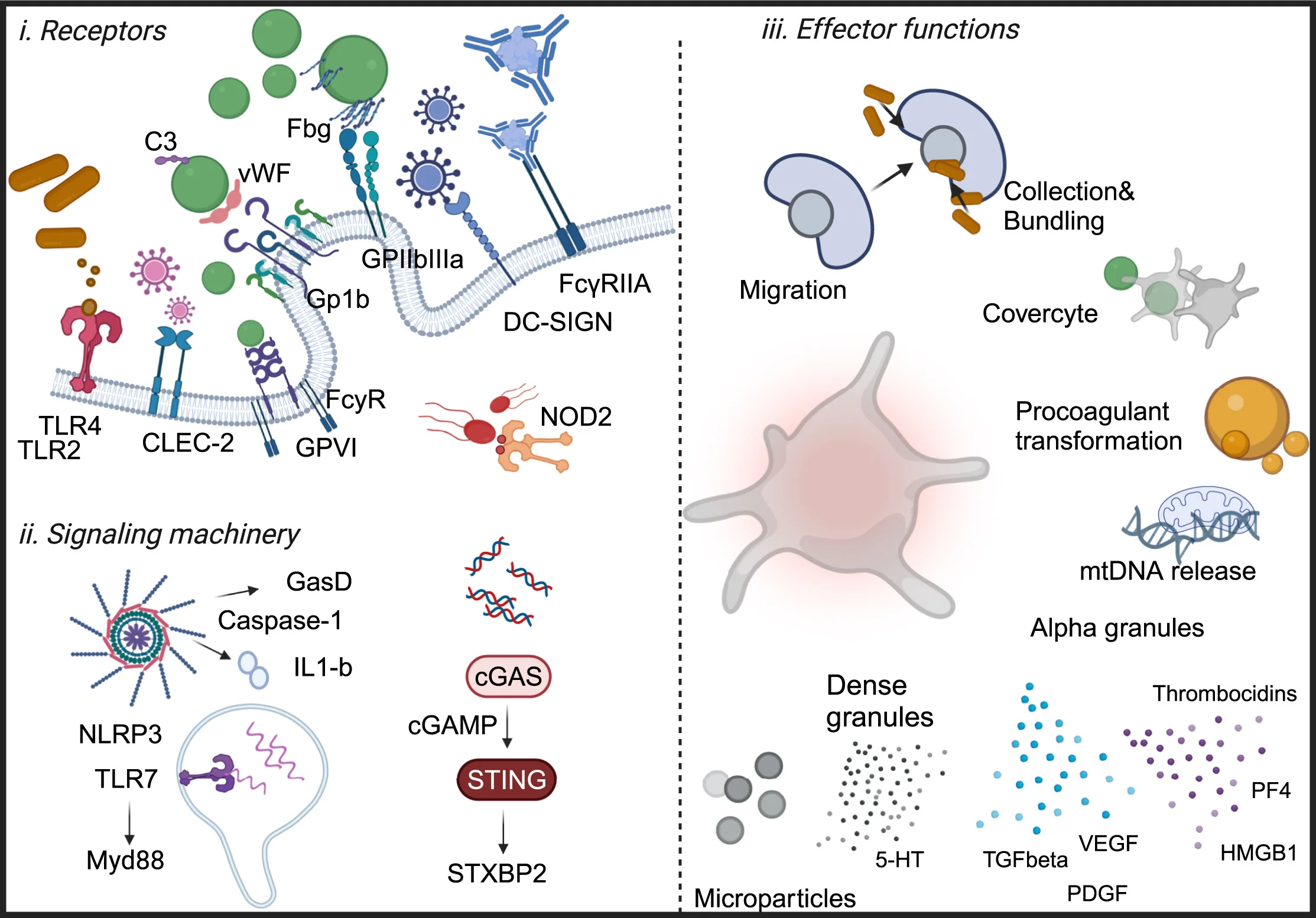 Open access visualization of Illustration, Workflow, Pathway, Platelets, Receptors