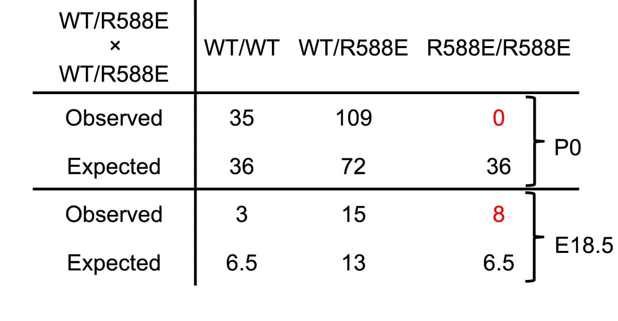 Open access visualization of Table Image, P0 Offspring, E18.5 Embryos, Ripk1WT/R588E Parents