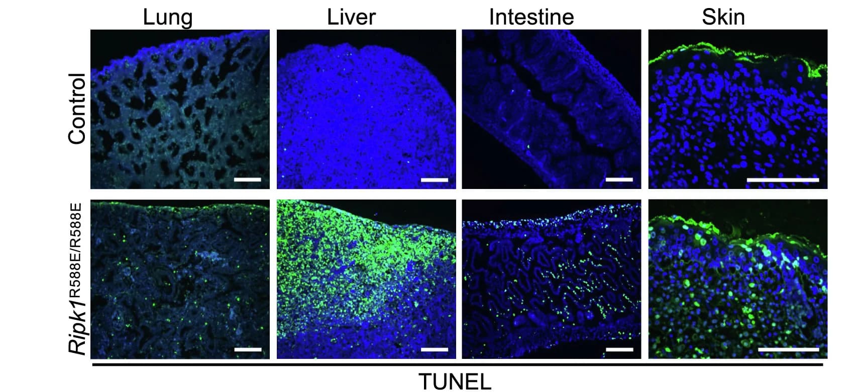 Open access visualization of Microscopy, Tissue Sections, E18.5 Embryos, TUNEL Staining, Control