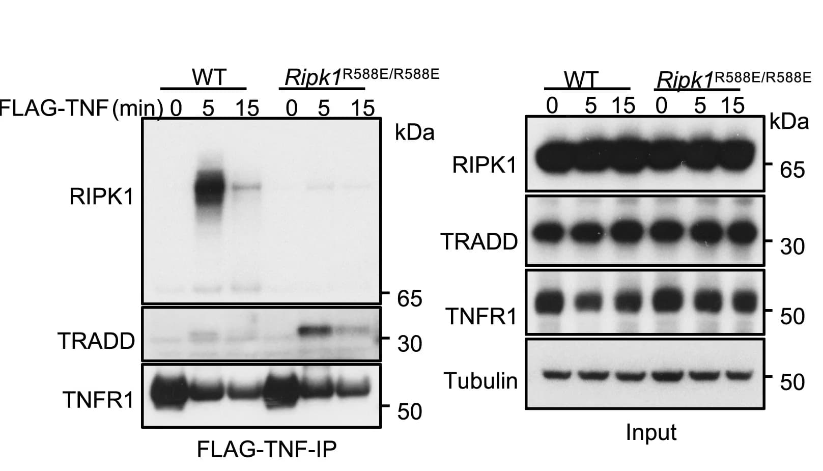 Open access visualization of Gel, Immunoblot Analysis, FLAG-TNF Immunoprecipitates, Total Lysates, Wild-Type MEFs