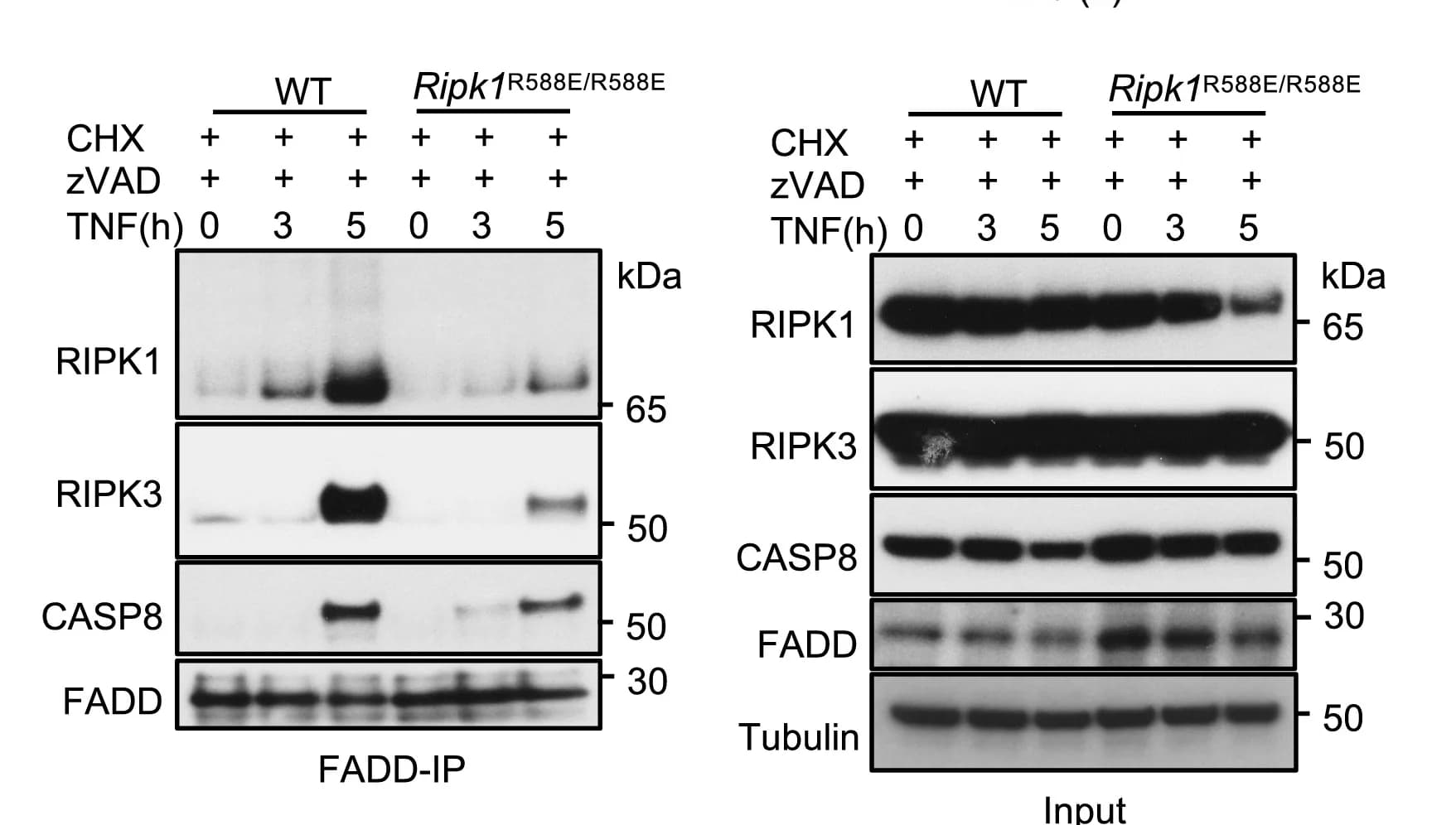 Open access visualization of Gel, Immunoblot Analysis, FADD Immunoprecipitates, Total Lysates, WT MEFs