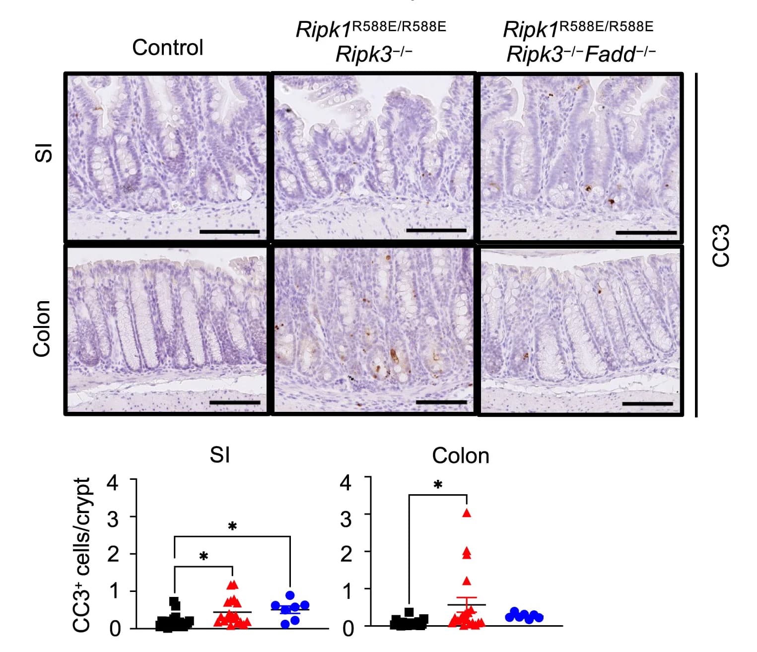 Open access visualization of Scatter Plot, Microscopy, Small Intestine, Colon Sections, Mice