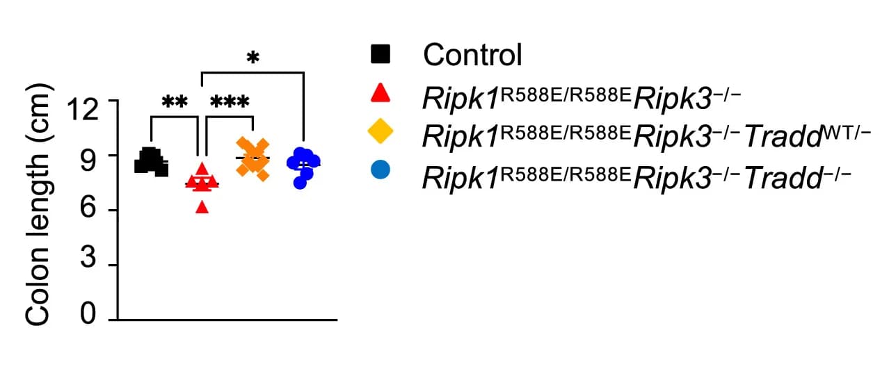 Open access visualization of Scatter Plot, Colon Length, Genotypes, Mice