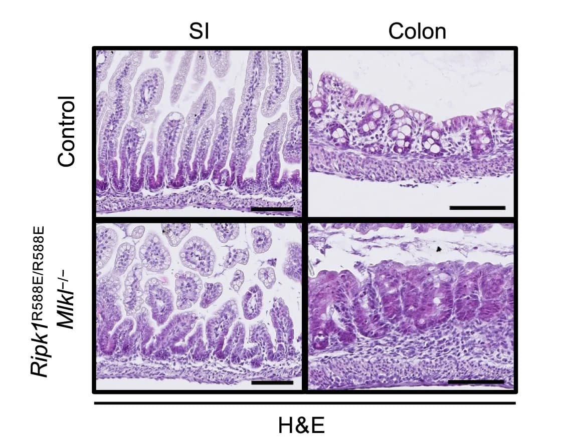 Open access visualization of Microscopy, H&E Staining, Small Intestine, SI, Colon