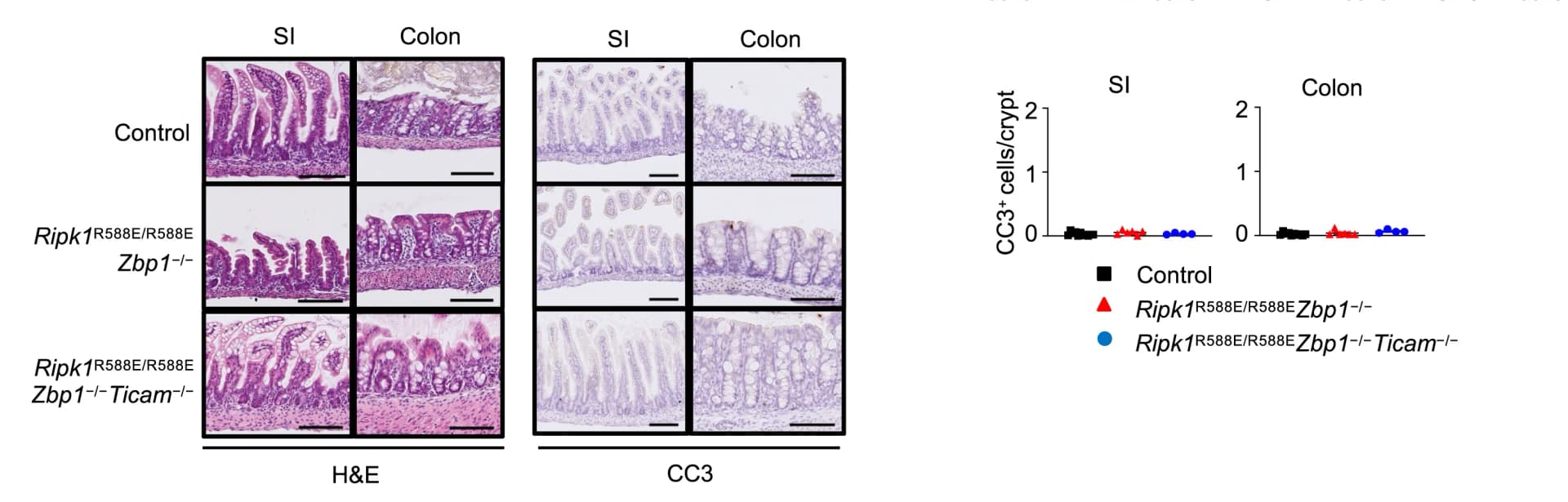 Open access visualization of Microscopy, Scatter Plot, Images, H&E Stain, Immunostaining