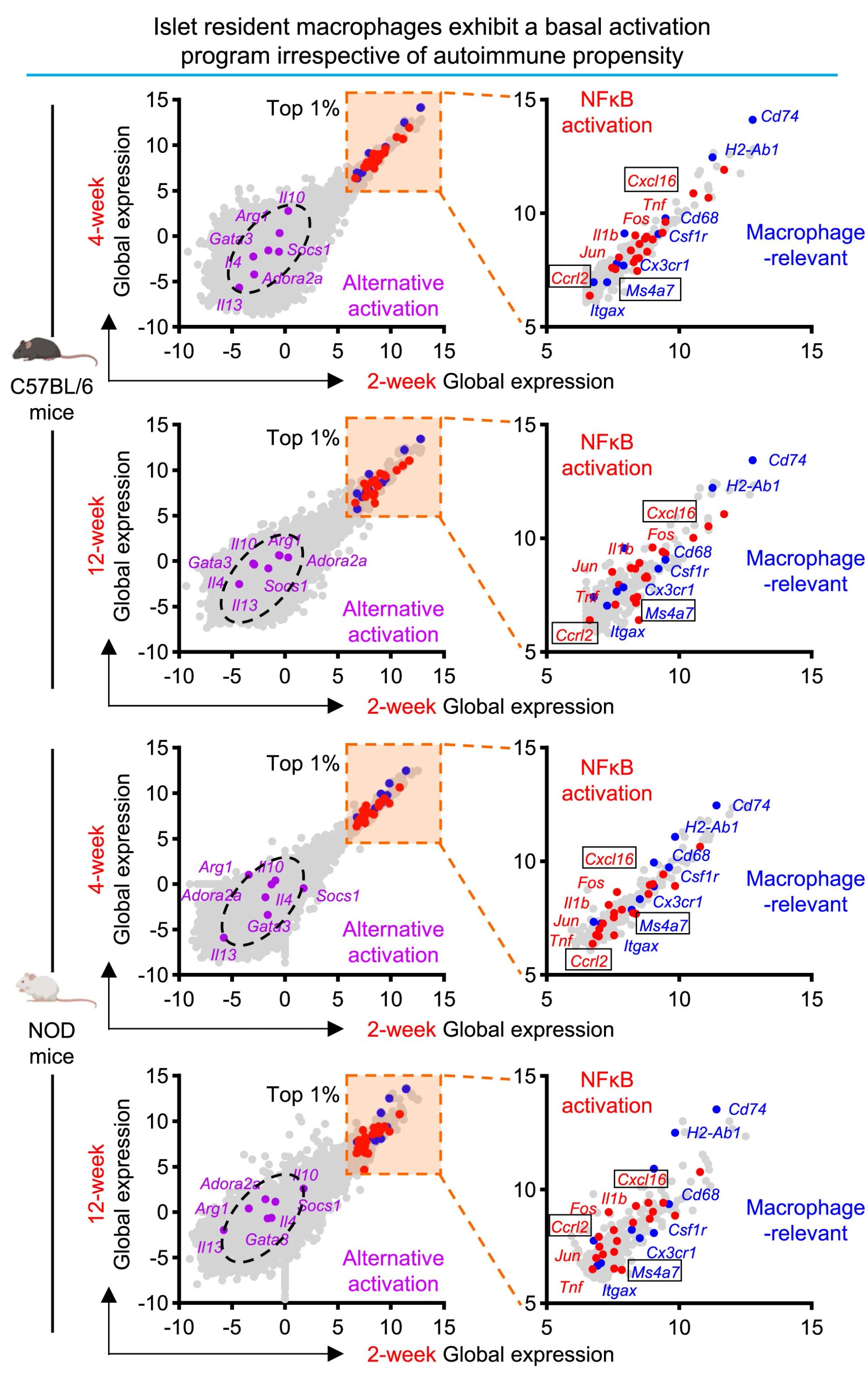 Open access visualization of Scatter Plot, RNA-seq Analysis, Expressed Genes, Islet Macrophages, C57BL/6 Mice