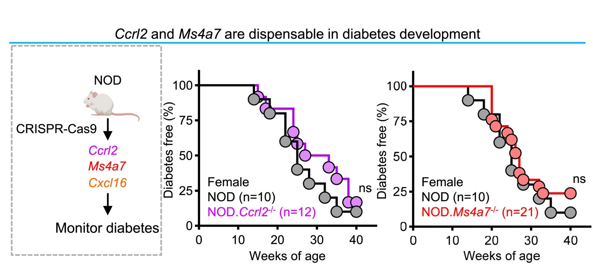 Open access visualization of Line Step, Survival Curve, Workflow, Illustration, Diabetes Incidence