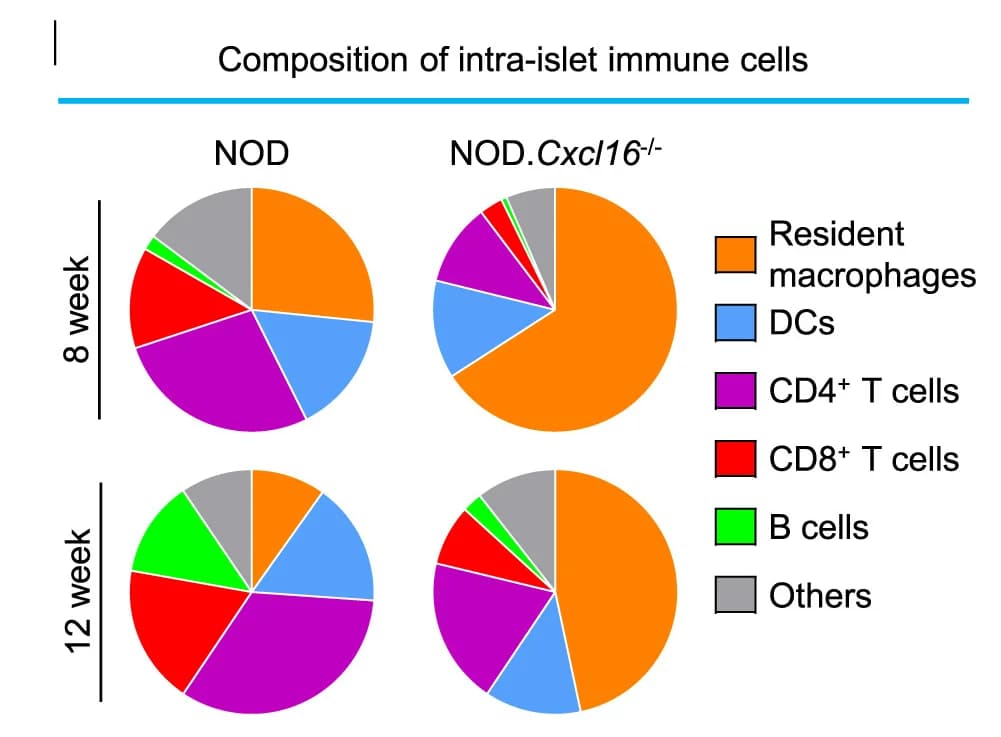Open access visualization of Pie Chart, Pie Charts, Intra-Islet Immune Cells, CD45+ Leukocytes, Immune Cell Composition