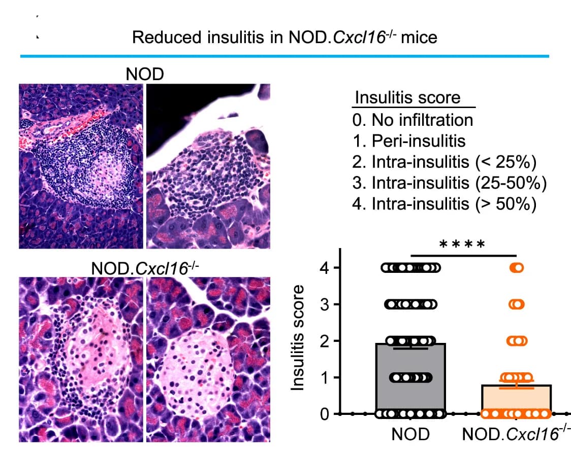 Open access visualization of Bar Plot, Scatter Plot, Hematoxylin and Eosin Staining, Pancreatic Sections, Insulitis Scores
