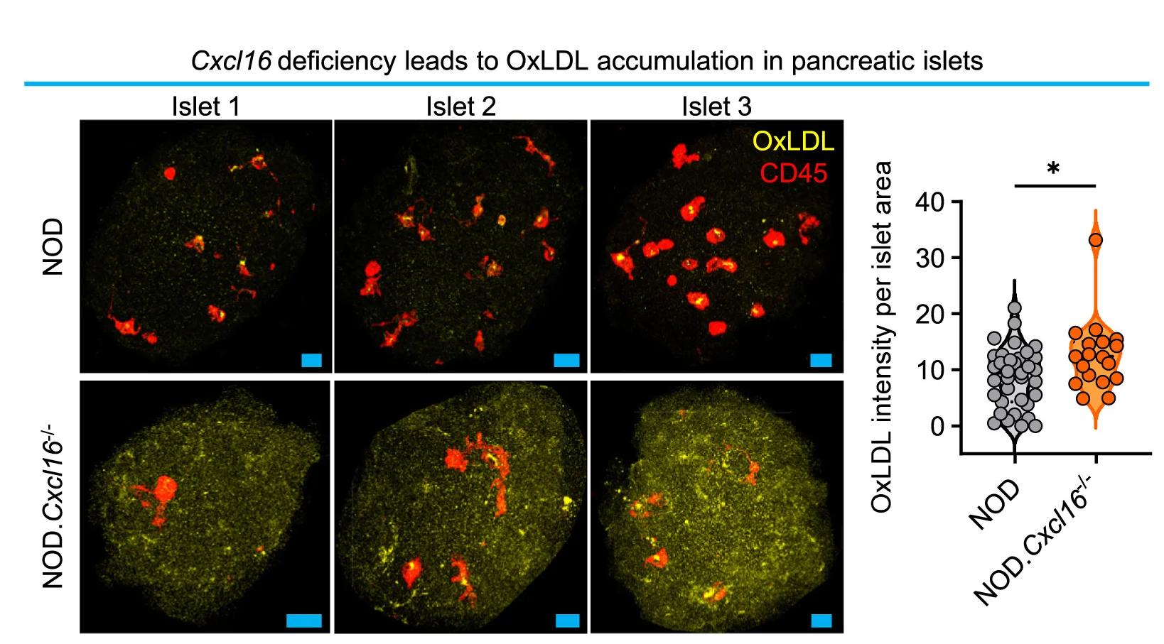 Open access visualization of Violin Plot, Scatter Plot, Confocal Microscopy, OxLDL, Intact Islets