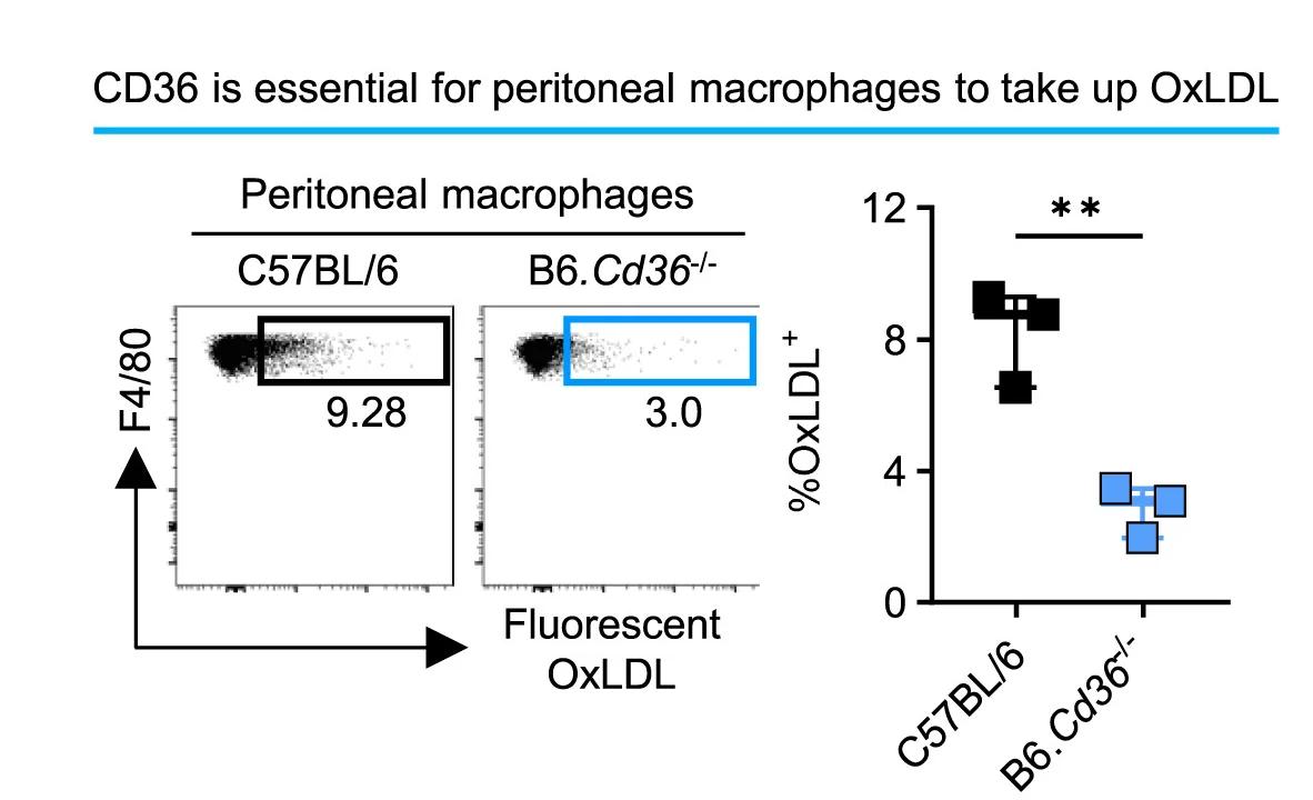 Open access visualization of Scatter Plot, Flow Cytometry Analysis, Endogenous OxLDL, Intra-islet CD8+ T Cells, Intra-islet CD4+ T Cells
