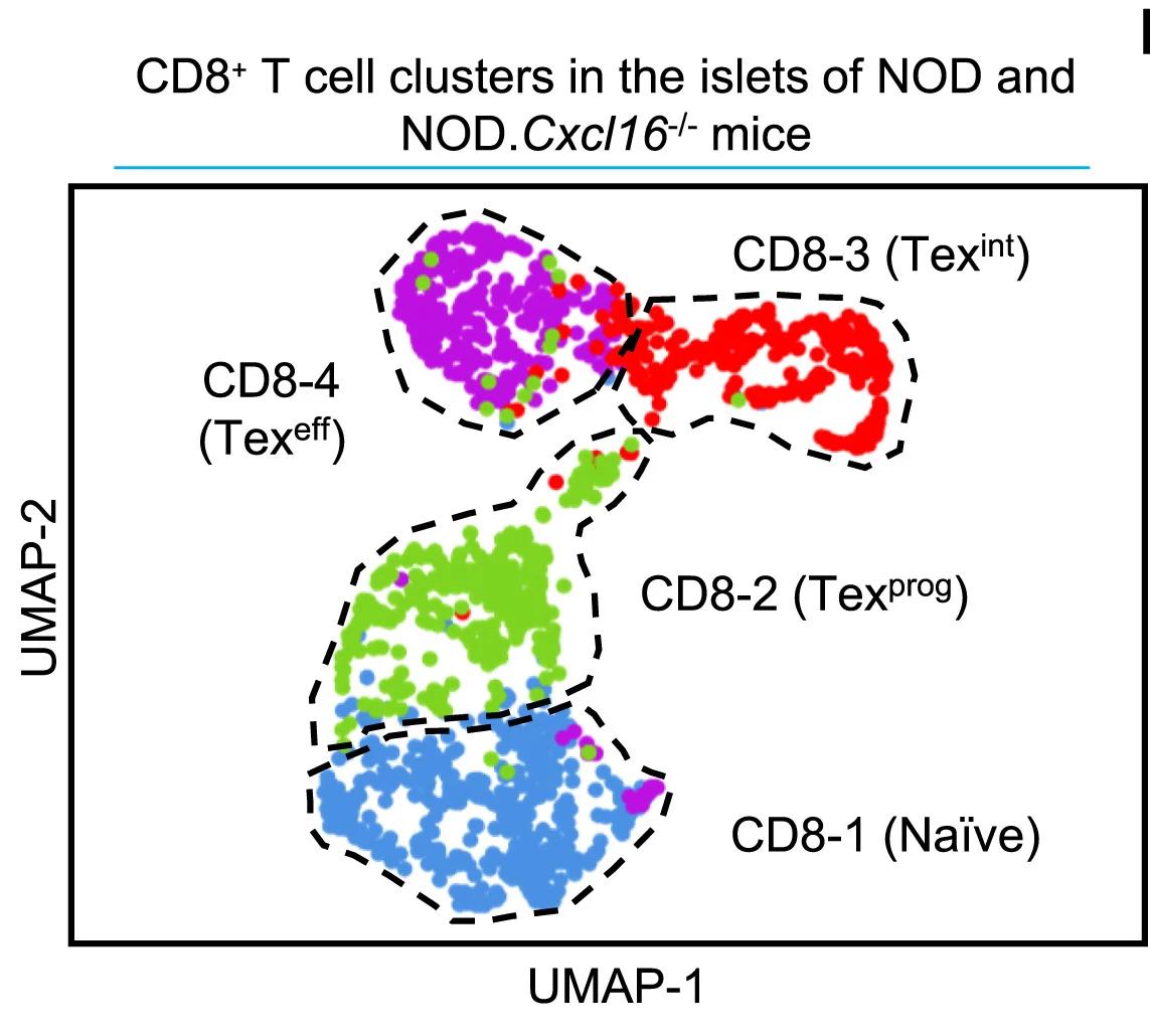 Open access visualization of Scatter Plot, UMAP, UMAP Plot, CD8+ T Cell Clusters, NOD Mice