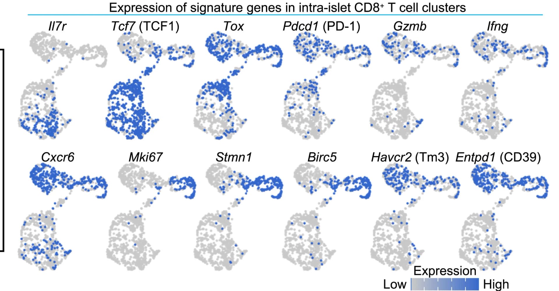 Open access visualization of Scatter Plot, UMAP, Feature Plots, Signature Genes, CD8+ T Cell Heterogeneity