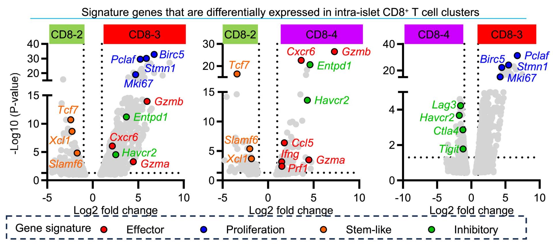 Open access visualization of Volcano Plot, Scatter Plot, Volcano Plots, DEGs, CD8+ T Cell Clusters