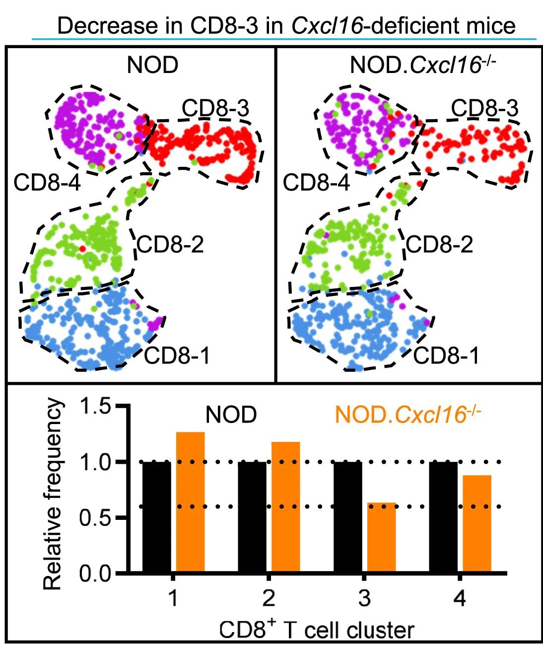 Open access visualization of Scatter Plot, Bar Plot, UMAP Plots, CD8+ T Cell Clusters, NOD Mice