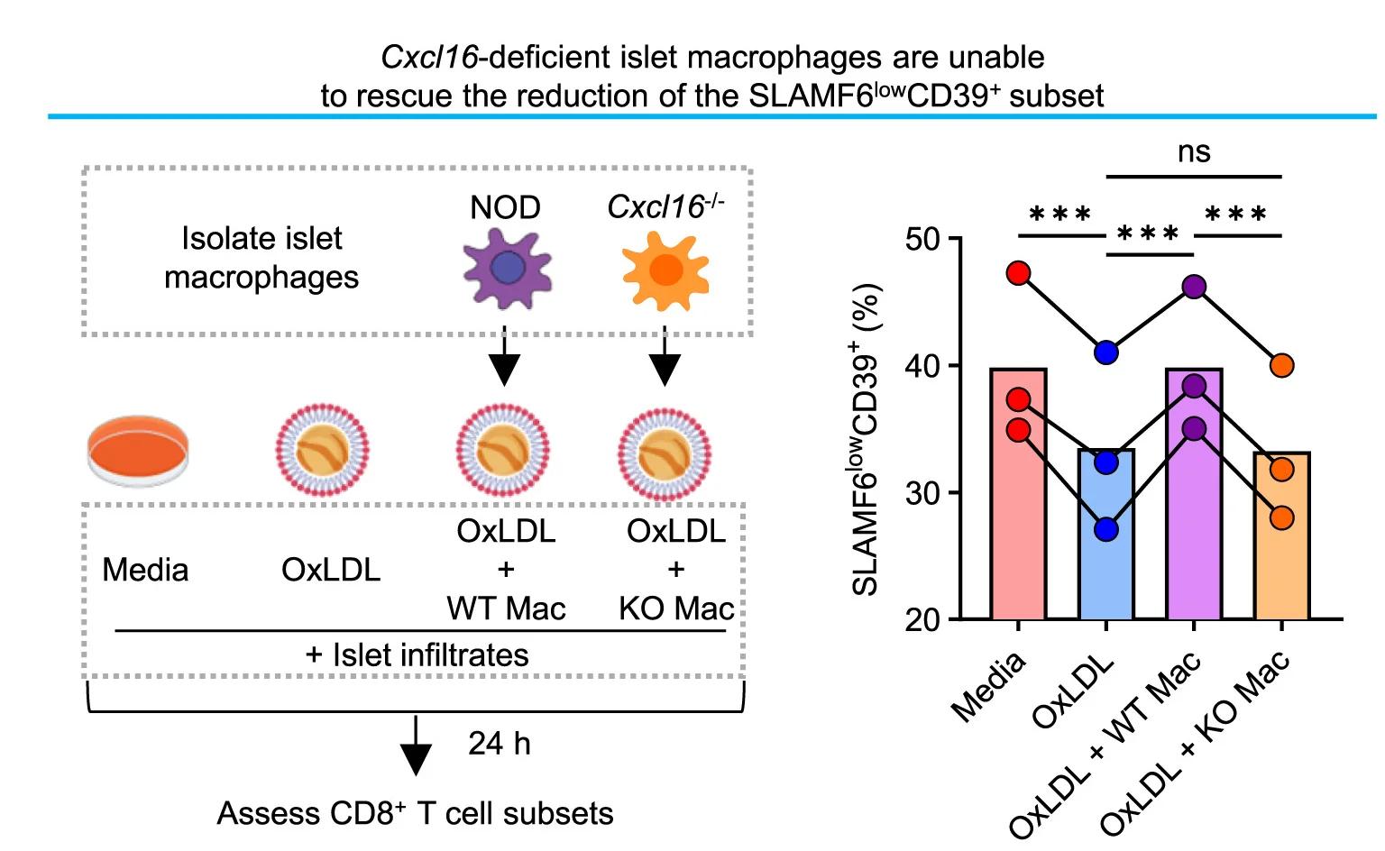 Open access visualization of Bar Plot, Line Plot, Experimental Design, SLAMF6lowCD39+CD8+T Cells, OxLDL