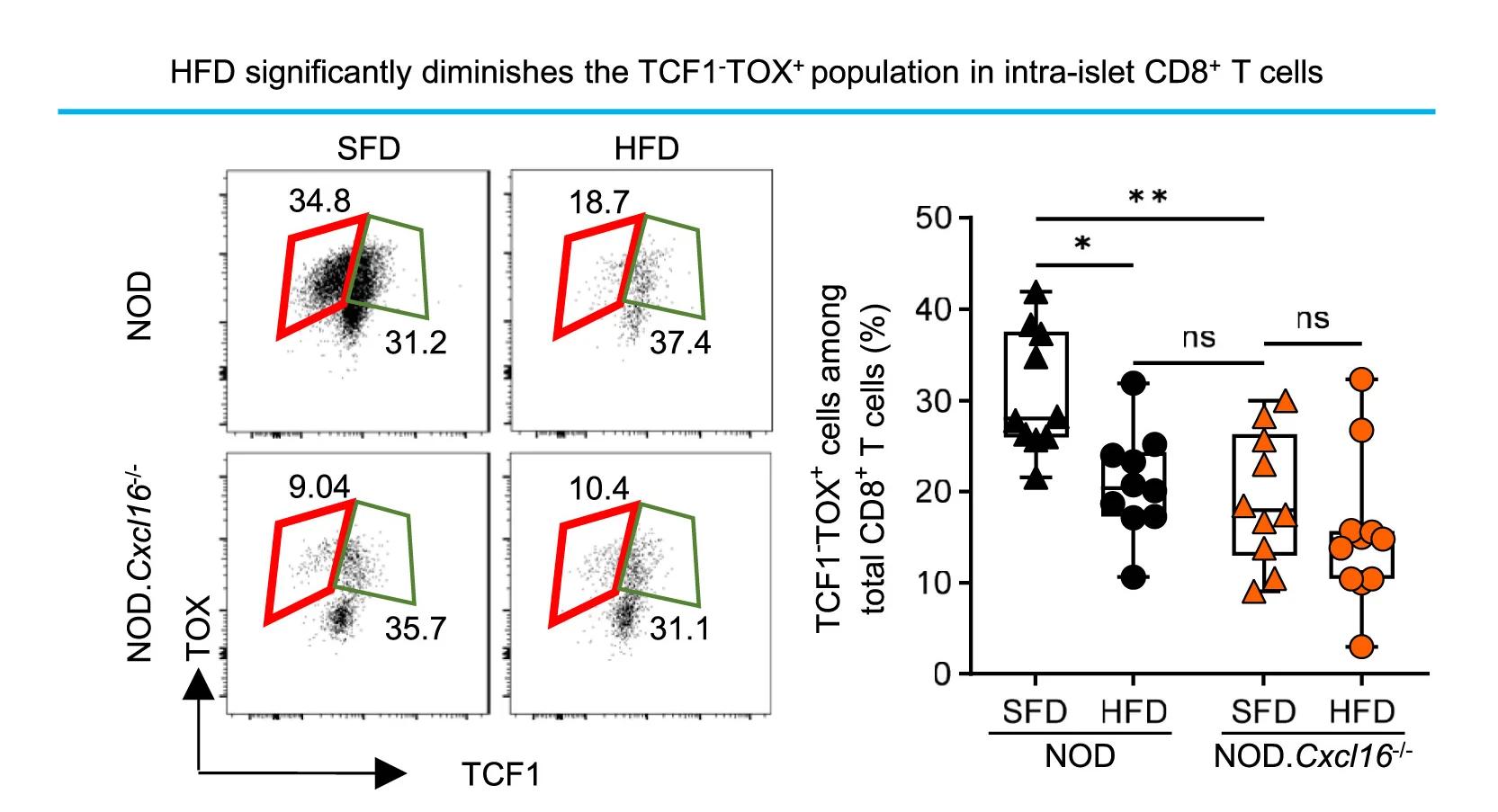 Open access visualization of Scatter Plot, Box Plot, FACS Plots, Intra-Islet TCF1-TOX+CD8+T Cells, CD45+CD3+CD8+