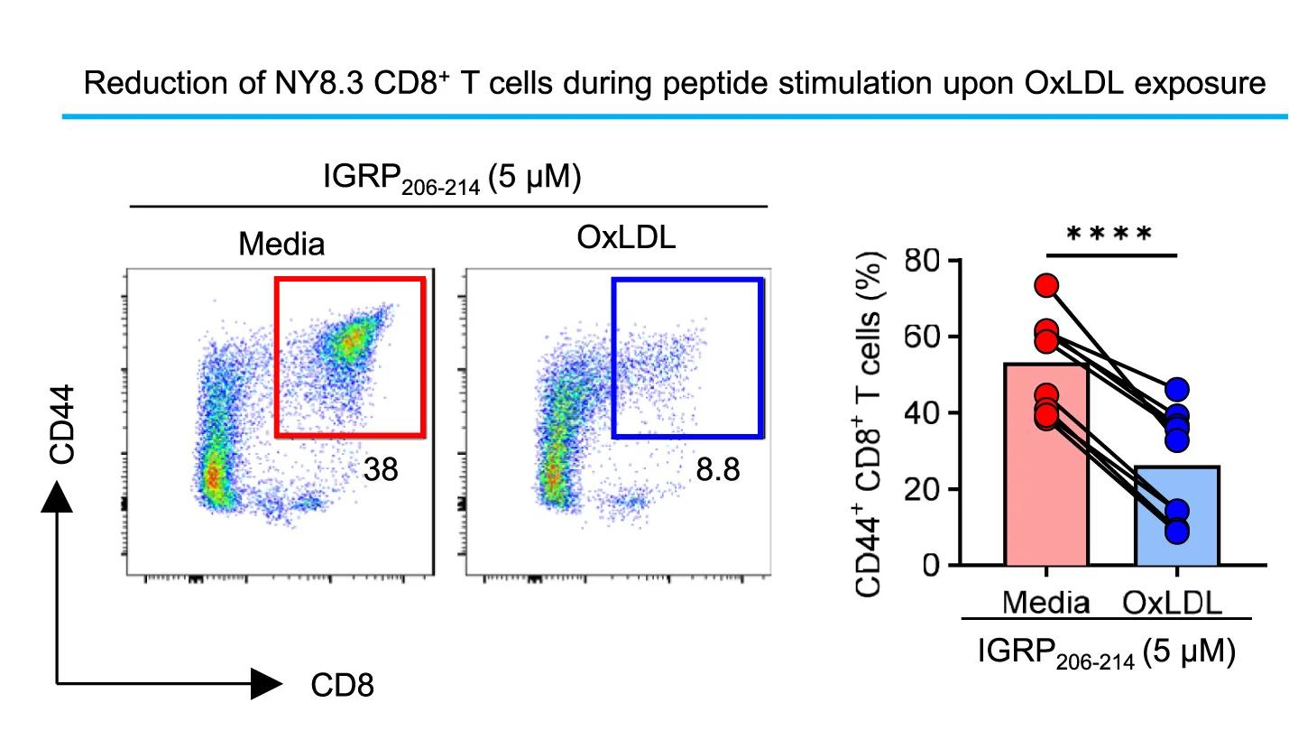 Open access visualization of Scatter Plot, Bar Plot, NY8.3 CD8+T Cells, OxLDL, CD44+CD8+T Cells