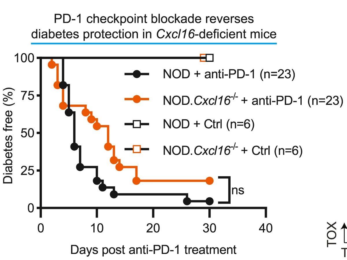 Open access visualization of Line Plot, Line Step, Survival Curve, Diabetes Incidence, Female NOD Mice