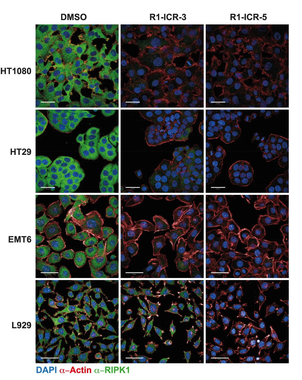 Open access visualization of Microscopy, Micro-confocal Images, Endogenous Proteins, PROTACs, HT1080 Cells