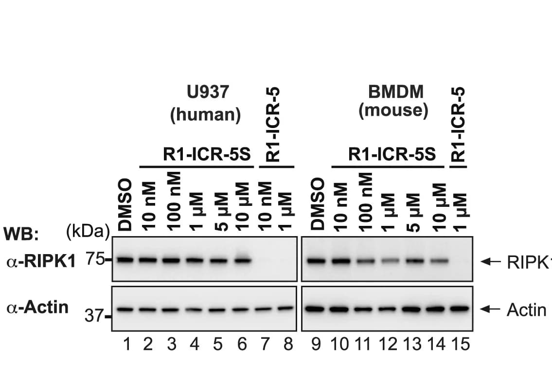 Open access visualization of Gel, Western Blot Analysis