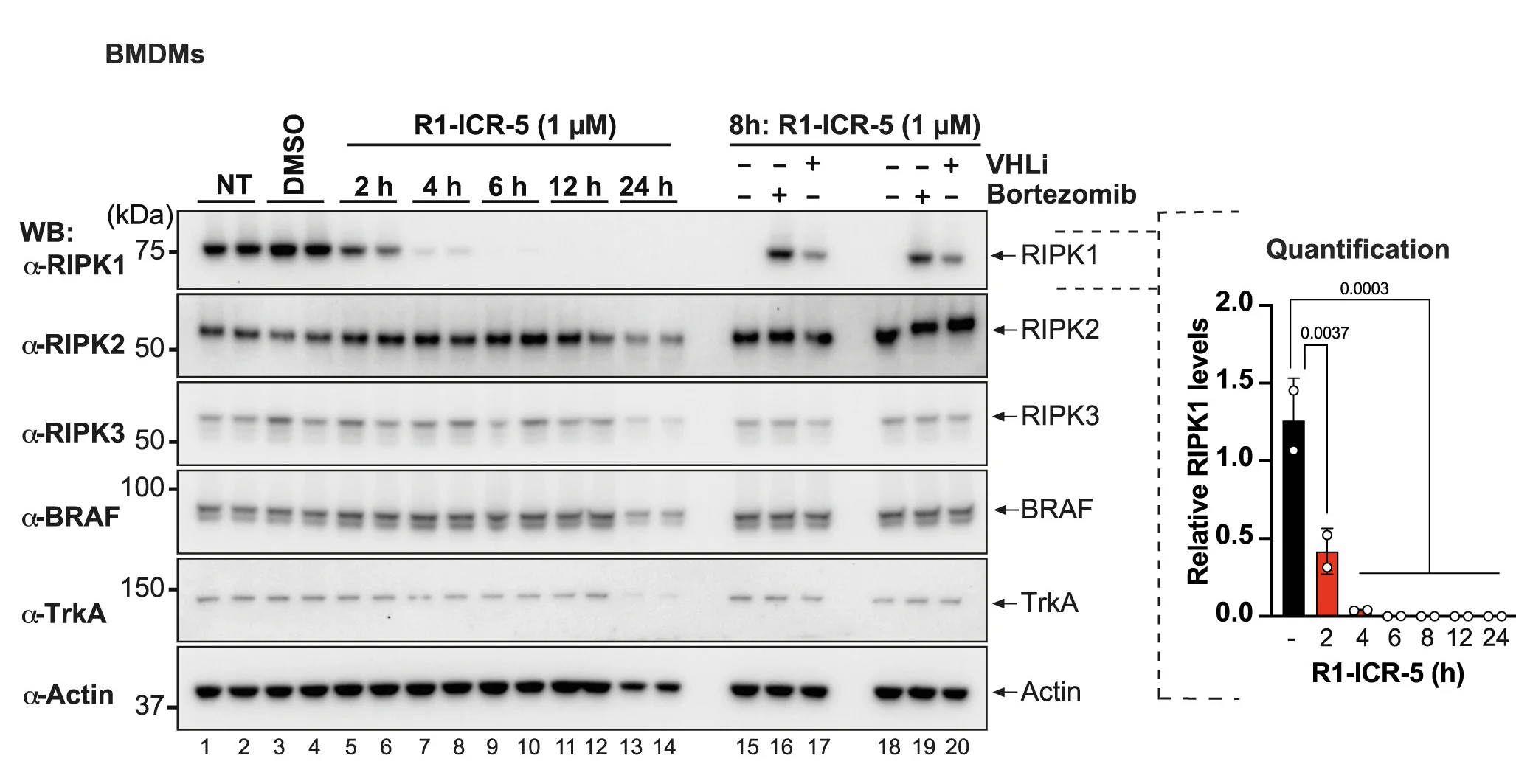 Open access visualization of Gel, Bar Plot, Line Plot, Error Bars, Western Blot Analysis