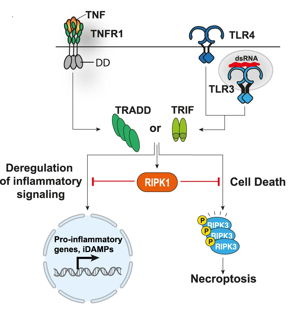 Open access visualization of Workflow, Flowchart, Illustration, RIPK1, TNFR1