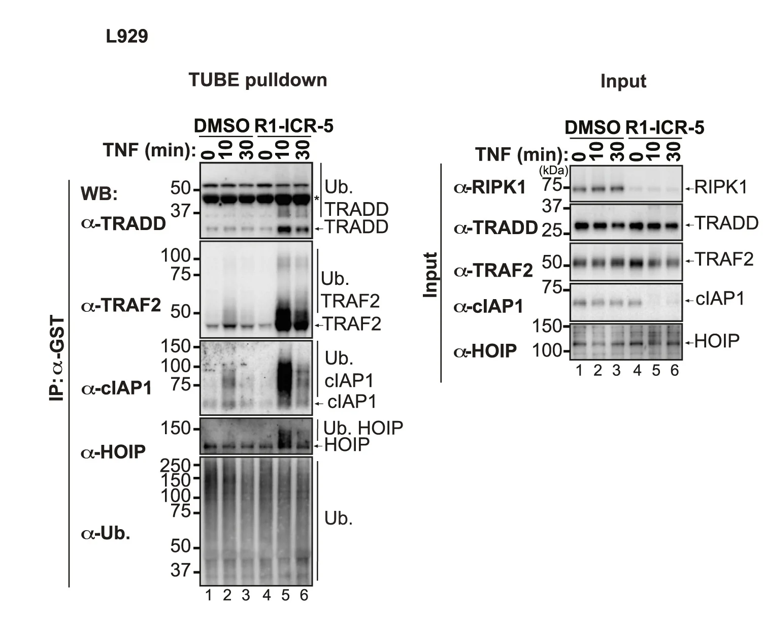 Open access visualization of Gel, L929 Cells, GST-TUBE Pull-down, Ubiquitylated Proteome