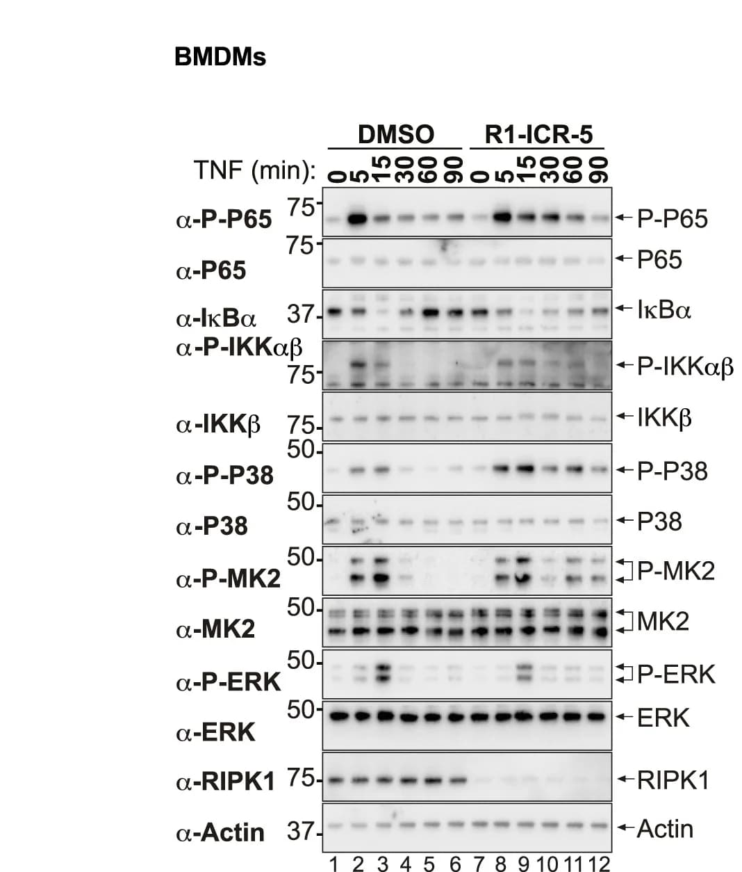 Open access visualization of Gel, Western Blot, BMDMs, DMSO, R1-ICR-5
